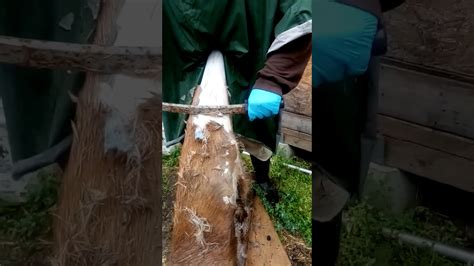 How To Flesh And Dehair Deer Hide With Ash Part 1 Youtube