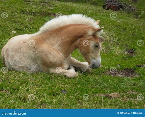 Small Horse Is On Pasture Stock Image Image Of Grassland 31069659