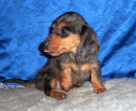 Dachshund puppies hopefully due end of january and february!! Dog Breeder & Small AKC Puppies For Sale in Kansas | Mary's Precious Puppies