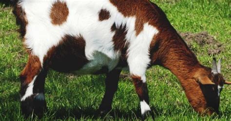 The Complete Guide To Choosing Dairy Goat Stock