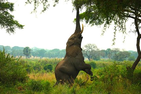 Elephant On Green Grass Field · Free Stock Photo