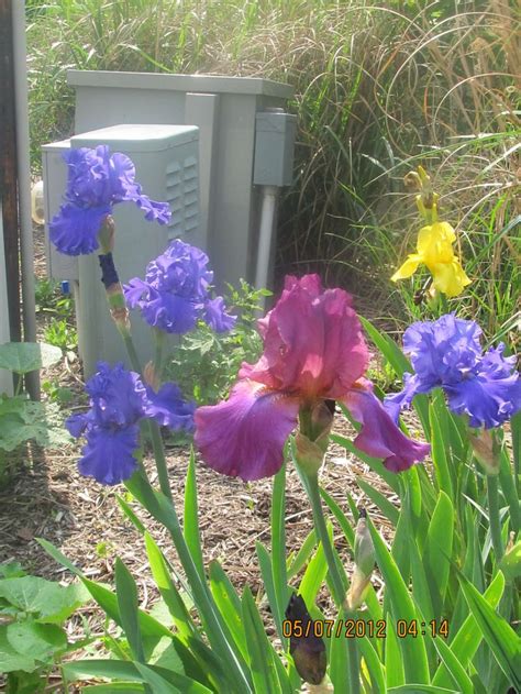 Tips To Help You Landscape Like A Pro Iris Garden Irish Garden