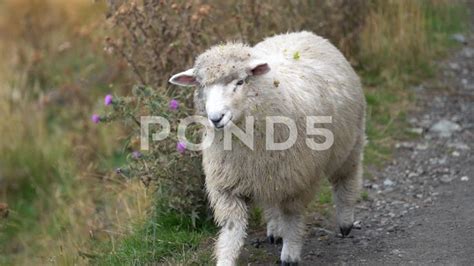 Merino Sheep Walking New Zealand South Island Roys Peak Rural Nature