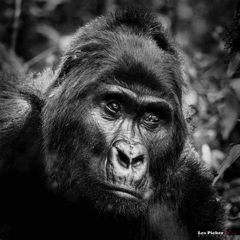 Photographing Mountain Gorillas