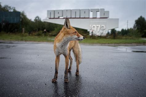 30 Years After The Nuclear Disaster Chernobyl Wildlife Is Thriving