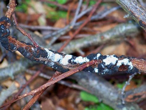 Beware Of Black Knot Disease On Cherry Chokecherry And Plum Trees