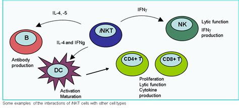 Nkt Cells Invariant British Society For Immunology