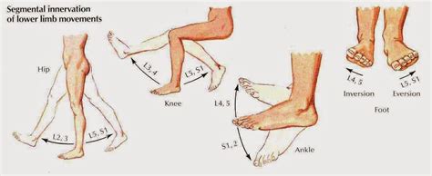 Dermatomes And Myotomes Lower Limb Body Building Tips Lower Extremity