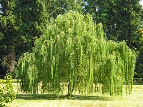 Trees Planet Salix Babylonica Babylon Willow Weeping Willow Trees