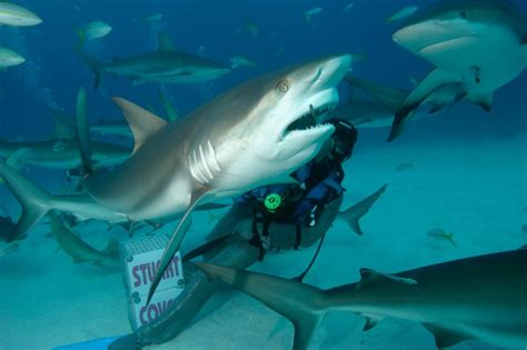 Nassau Shark Scuba Diving Adventure Bahamas Cruise