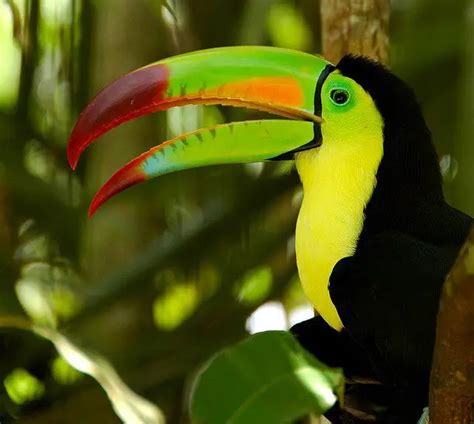 Toucan Facts For Kids Toucan Diet And Habitat