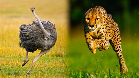 Top Ten Very Fast Wild Animals