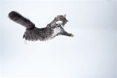 Flying Cat Stock Photo Download Image Now Istock