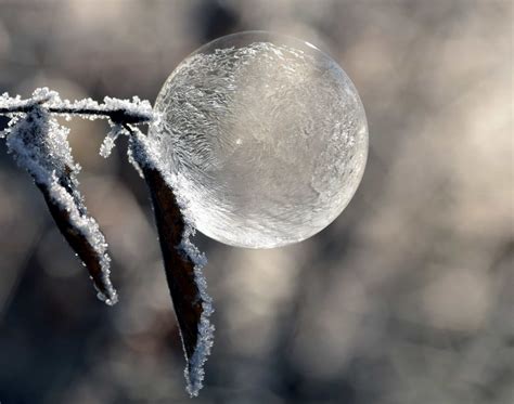 Free Picture Nature Winter Ice Ball Reflection Leaf Snowflake