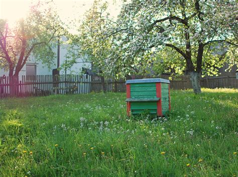 Wir zeigen, welche schutzmaßnahmen (bienenhaltung inbegriffen) sie treffen können, um die bienen zu unterstützen. Warum Bienen im Garten sinnvoll sind - Plantura