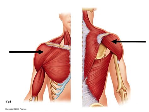 Sternum and superior six the pectoralis major muscle is the most important muscle for the adduction and anteversion of the. Shoulder Muscles at Western Carolina University - StudyBlue