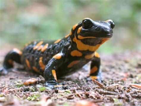 Perfect Tips About How To Keep Salamanders Treecurve