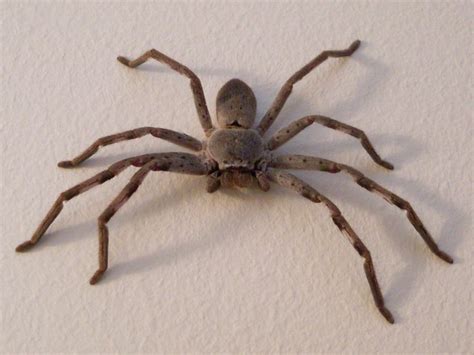 Largest Spider In Australia Huntsman Spider Huntsman Spider