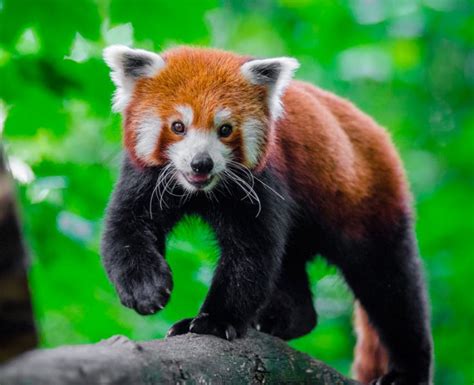 Красная панда среда обитания ⋆ Онлайн-журнал для женщин