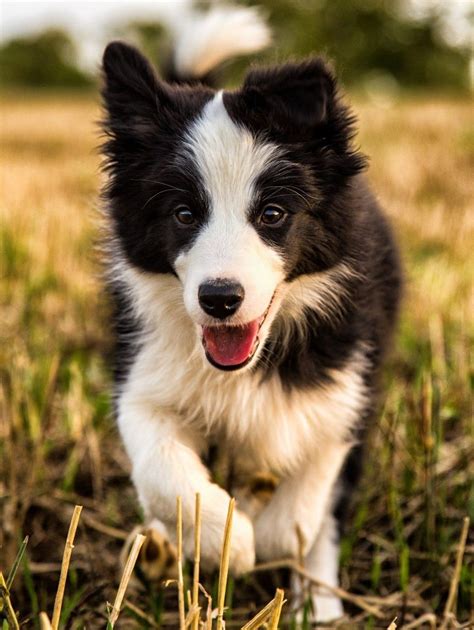 Border Collie Puppy Dogs Border Collie Puppies Collie Puppies Dogs
