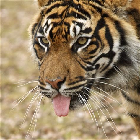 Portrait Sumatran Tiger 2 Three Very Rare And Endangered S Flickr