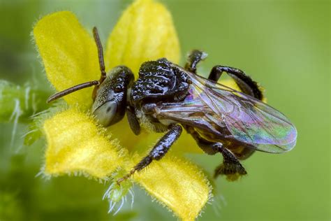 But this species was plagued with diseases and was easily attacked by birds, pests and mites. Stingless honey bee | Tetragonula sp, Family: Apidae Tiny ...