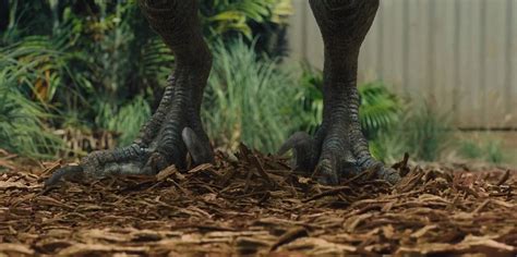 Jurassic World 2015 Blue Feet By Giuseppedirosso On Deviantart