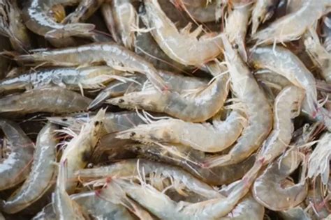 Get To Know The Vannamei Shrimp As A Farmers Favorite Delos Aqua