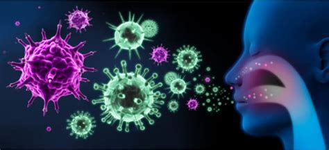 Natural Antiviral Agents That Optimize Immune Response Dr Axe
