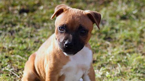 Our dogs are part of our family and live in our home. Yorkie Company: American Staffordshire Terrier