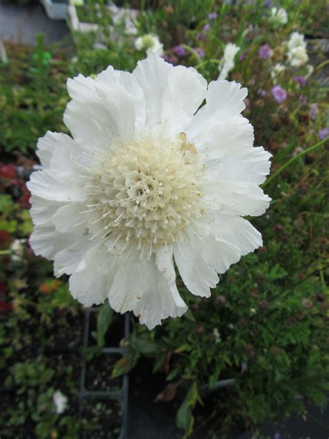 Scabiosa Caucasica Fama White Wake Robin Nursery