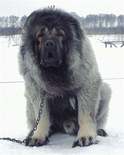 Everything You Need To Know About The Russian Bear Dog Dogbeast Big