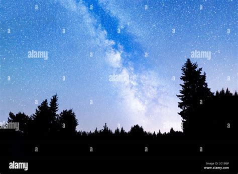 Pine Trees Silhouette Milky Way Stock Photo Alamy