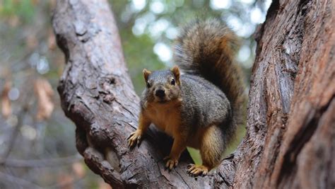 These Acrobatic Squirrels Deserve A Gold Medal