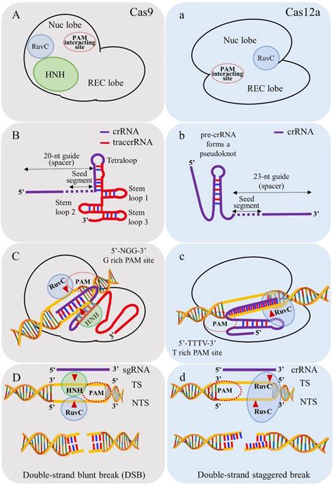 Next Generation Crispr Gene Drive Systems Using Cas12a Nuclease