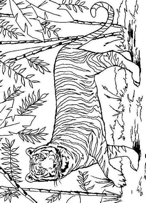 This tiger colouring page is a fun way to practise your maths facts, and enjoy some colouring in at the same time. Coloring pages cats lions tigers - picture 48