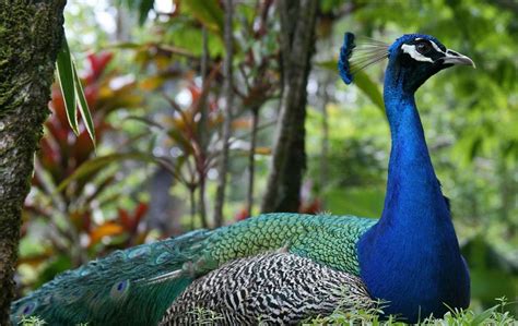 Start studying burung dan serangga_year1. burung | macam macam jenis burung