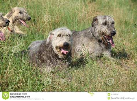 Irish Wolfhounds Resting Together Stock Image Image Of Attentive