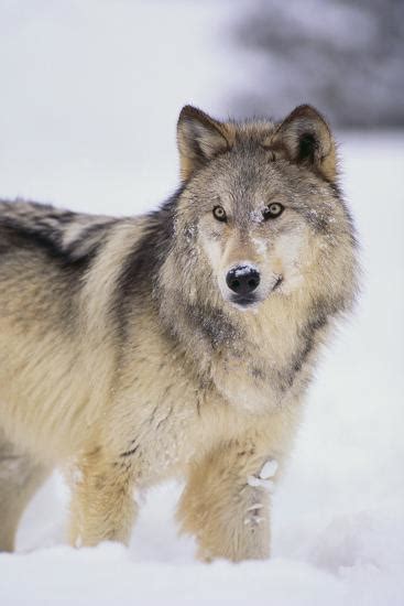 Gray Wolf In Snow Photographic Print Dlillc