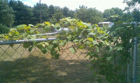 Wild grape vine must have sunshine to grow. Wild grape vine | Plants, Grape vines, Wild plants
