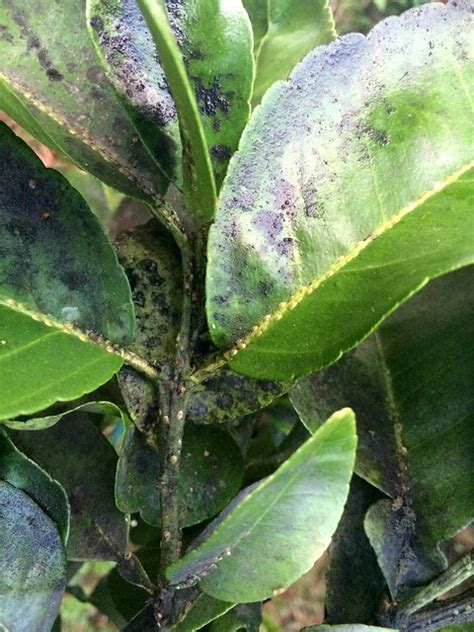 A systemic fungicide for lawns, flowers, rose bushes, shrubs and trees that controls many diseases for up we sell professional do it yourself pest control (diy), exterminator and extermination insecticide. Citrus: Scale insects and sooty mold | Flickr - Photo Sharing!