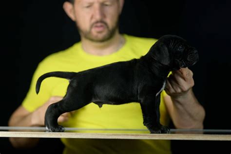 Enoch cane corso enoch cane corso dog breeder in atwater, ohio porter rd, atwater. Where buy best cane corso puppies in Toledo and breeders ...