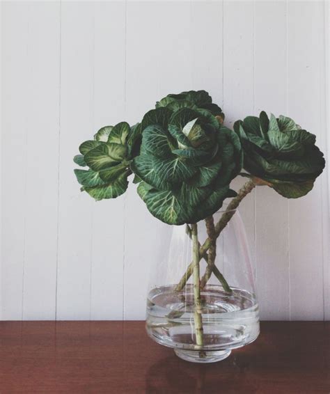 You will see that depending on what is out there, you will have all kinds of different looks depending on the different species. via ornamental cabbage // looks like roses | GREENERY ...