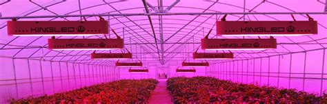 If you liked the top choice, chances are that you will enjoy these lights as well. Top 10 Best LED Grow Lights in 2020 Reviews | Buyer's Guide