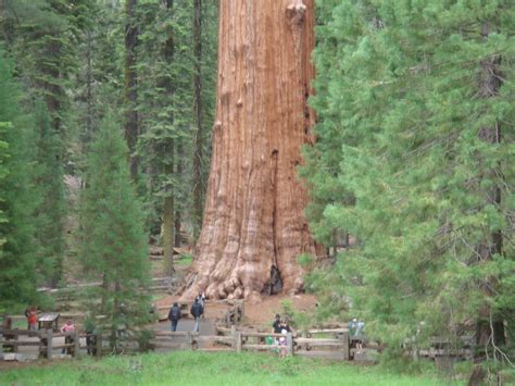 Best campgrounds & rv parks in sequoia and kings canyon national park, ca. Sequoia National Forest