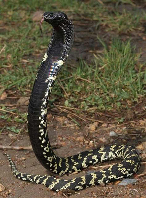 Here, we report the isolation and characterization of two synergistically acting anticoagulant proteins, hemextins a and b, from the venom of hemachatus haemachatus (african ringhals cobra). Pin op Cobra