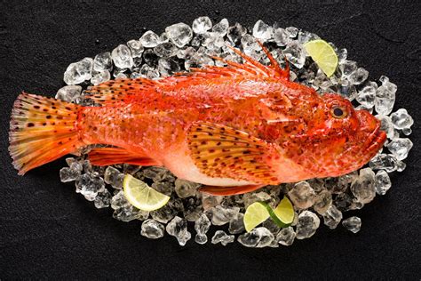 Rascasse poisson filet au four comment la manger