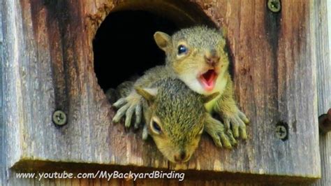 Backyard Birdingand Nature Baby Squirrels Calling Missing Mom A