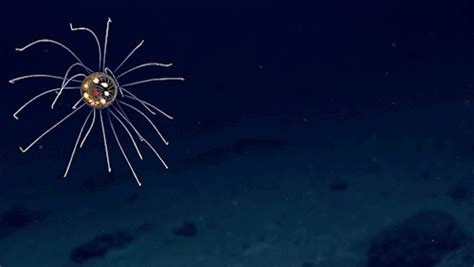 Watch New Species Of Bioluminescent Jellyfish Colossal