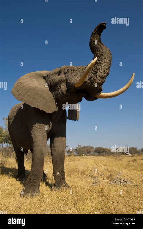 African Elephant Loxodonta Africana Domesticated Orphan Smelling Air